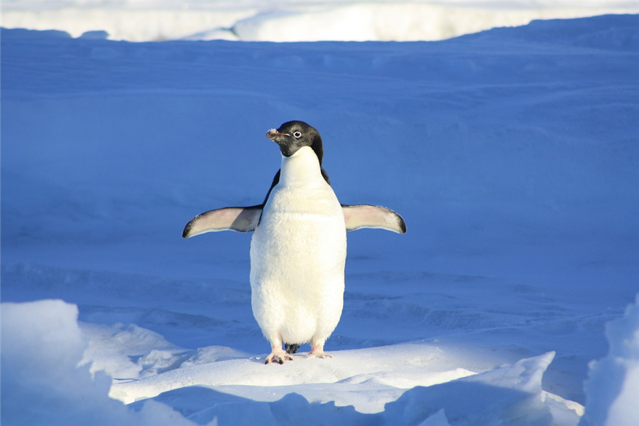 Quand Google Penguin menace la monétisation de votre blog